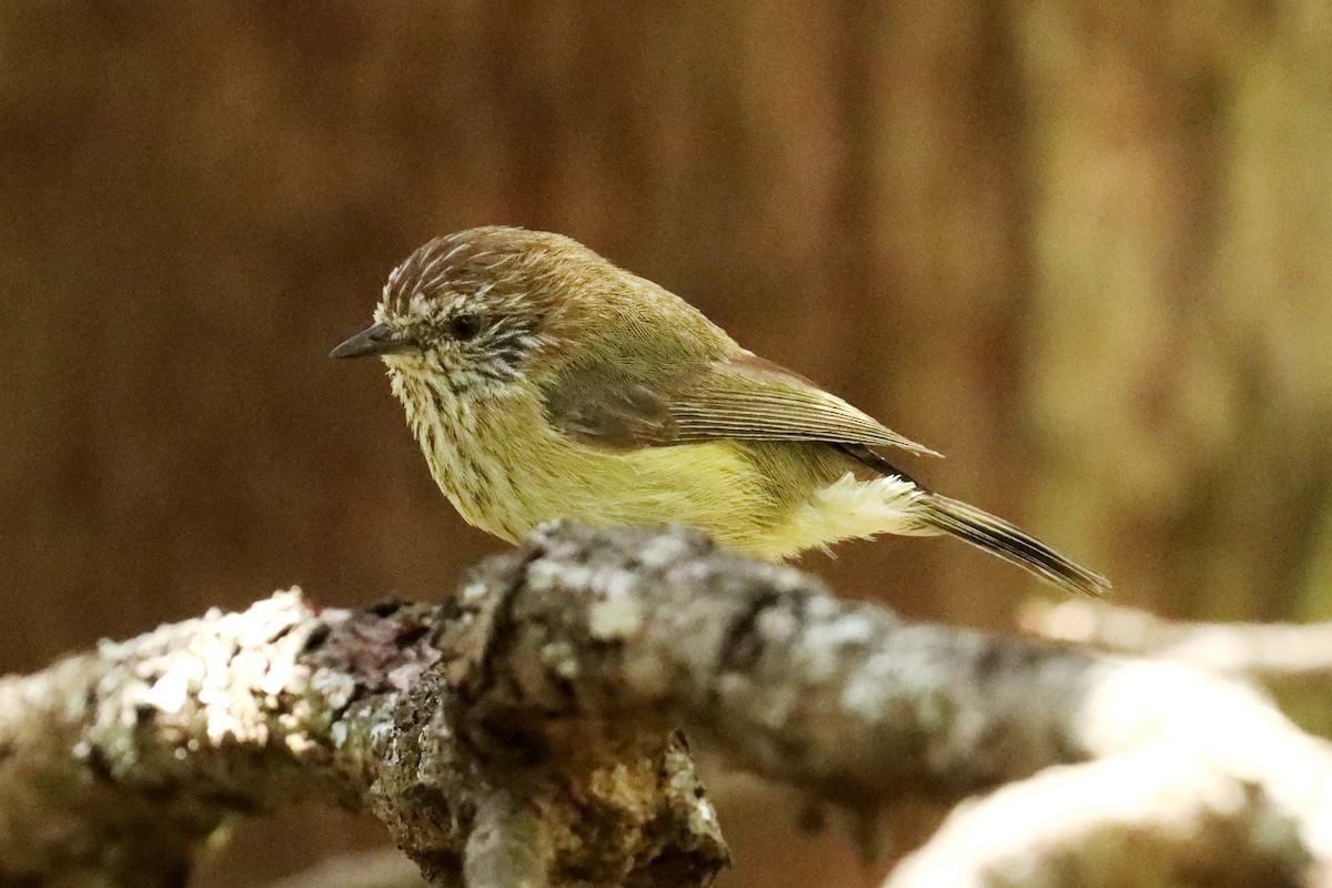 Striated Thornbill - ML609696802
