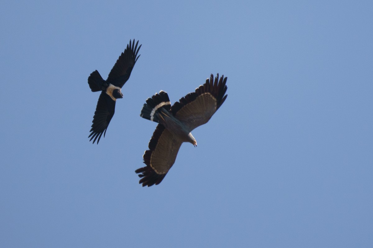 African Harrier-Hawk - ML609696804