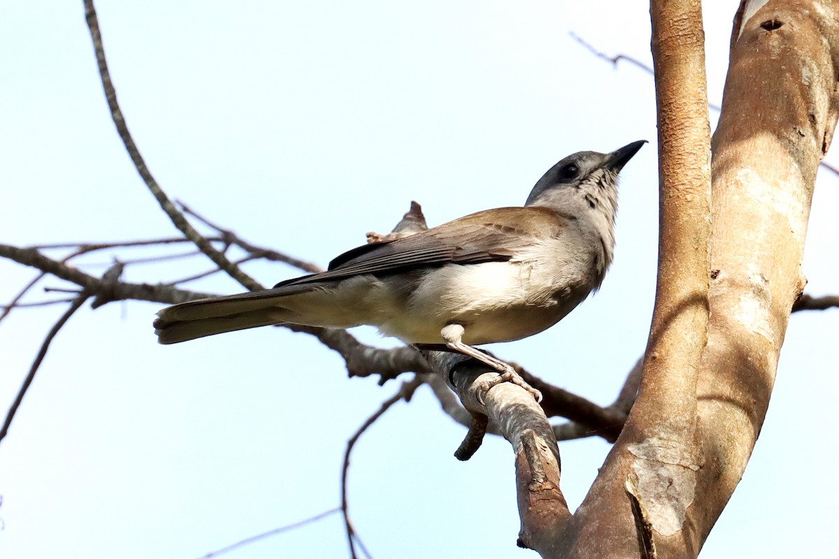 Gray Shrikethrush - ML609696808