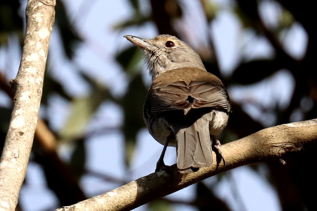 Gray Shrikethrush - ML609696809