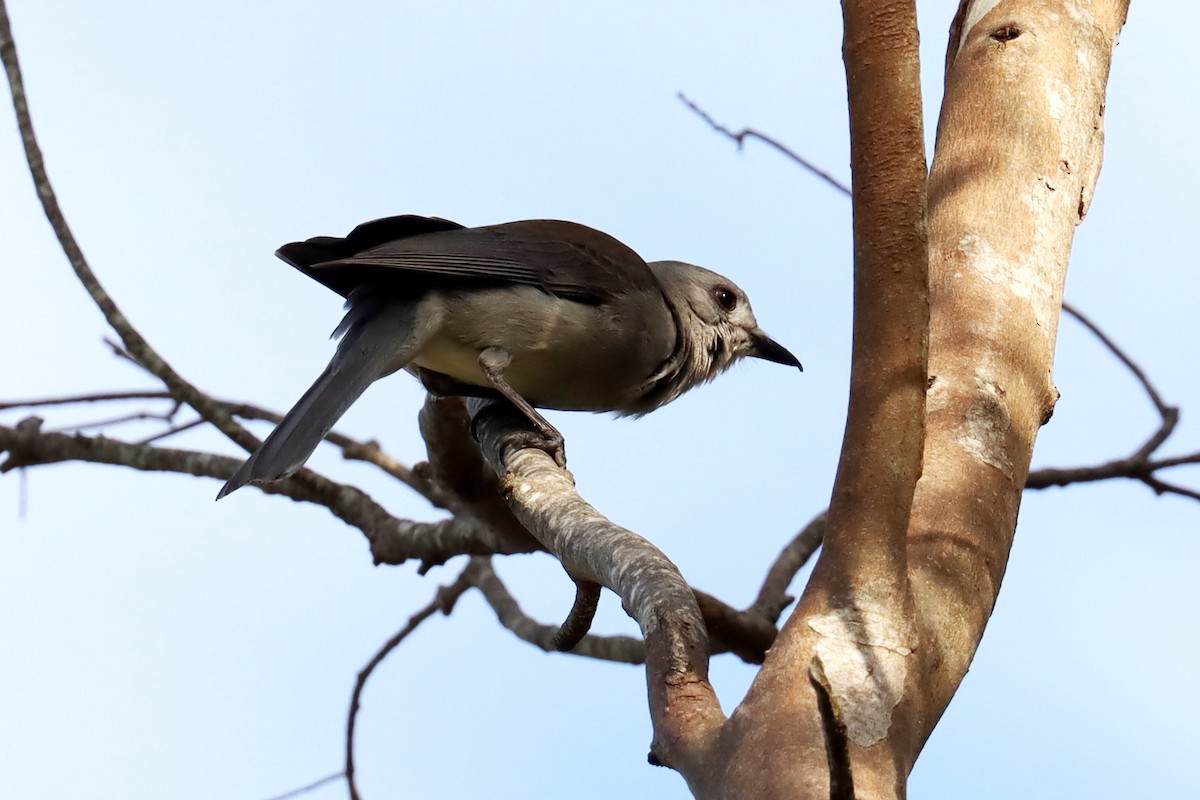 Gray Shrikethrush - ML609696810