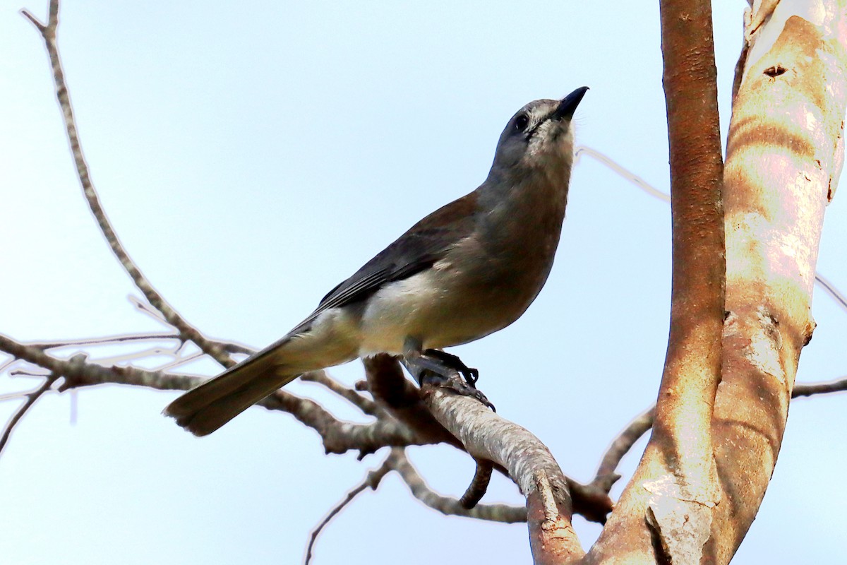 Gray Shrikethrush - ML609696811