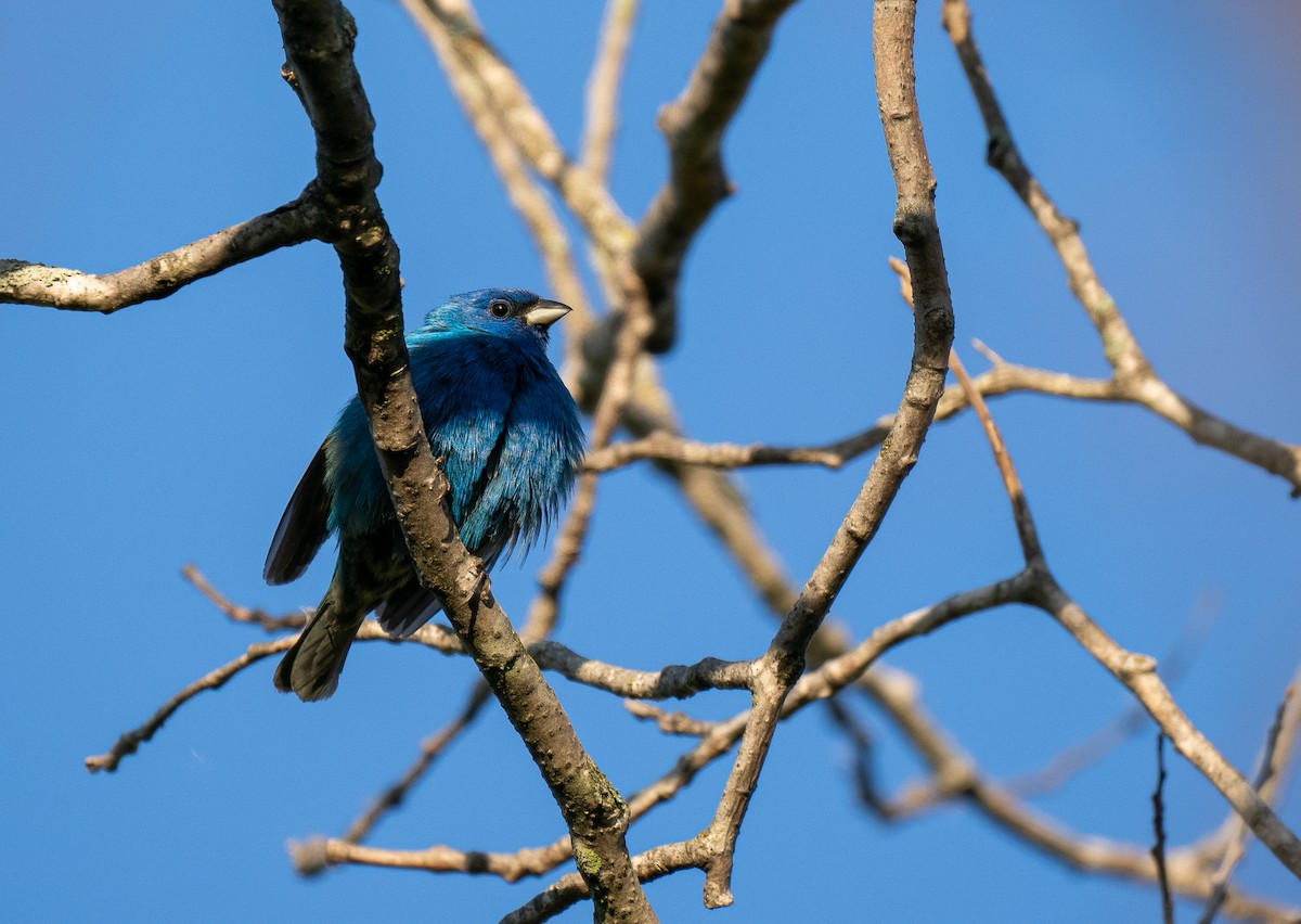 Indigo Bunting - Forest Botial-Jarvis