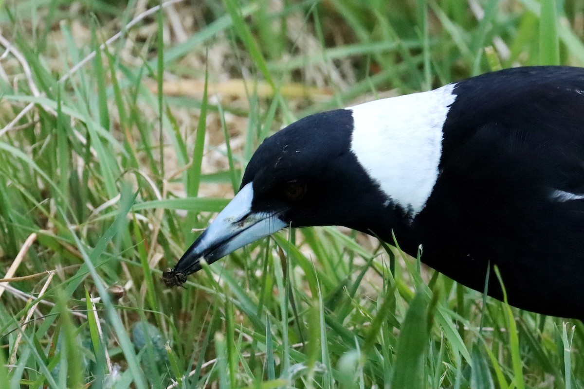 Australian Magpie - ML609696815