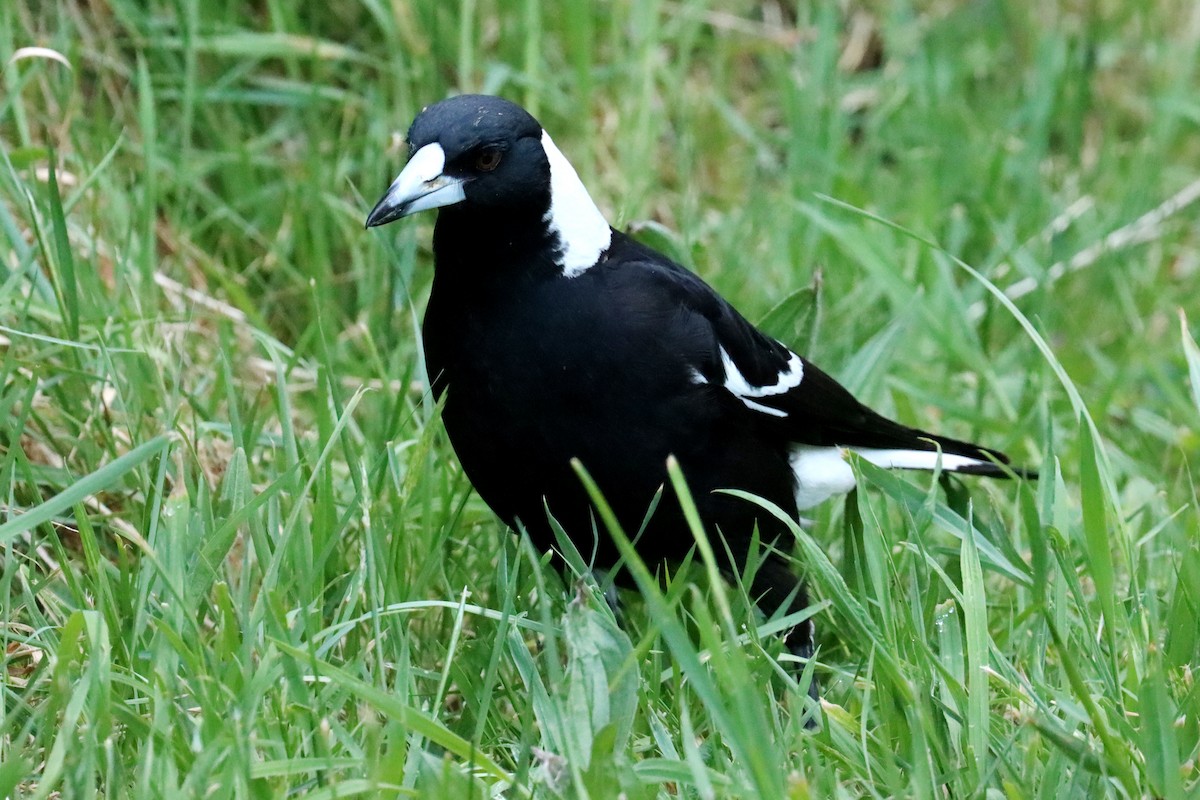 Australian Magpie - ML609696816