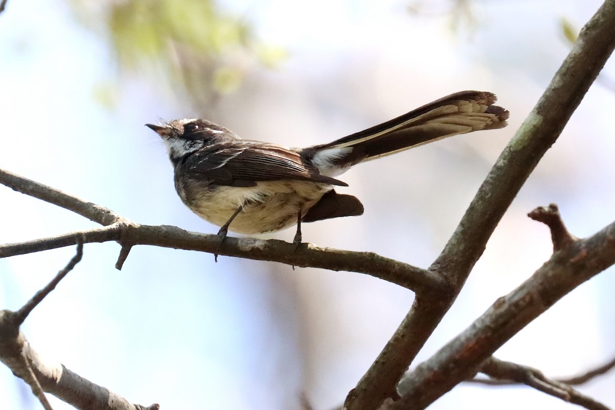 Gray Fantail - ML609696819