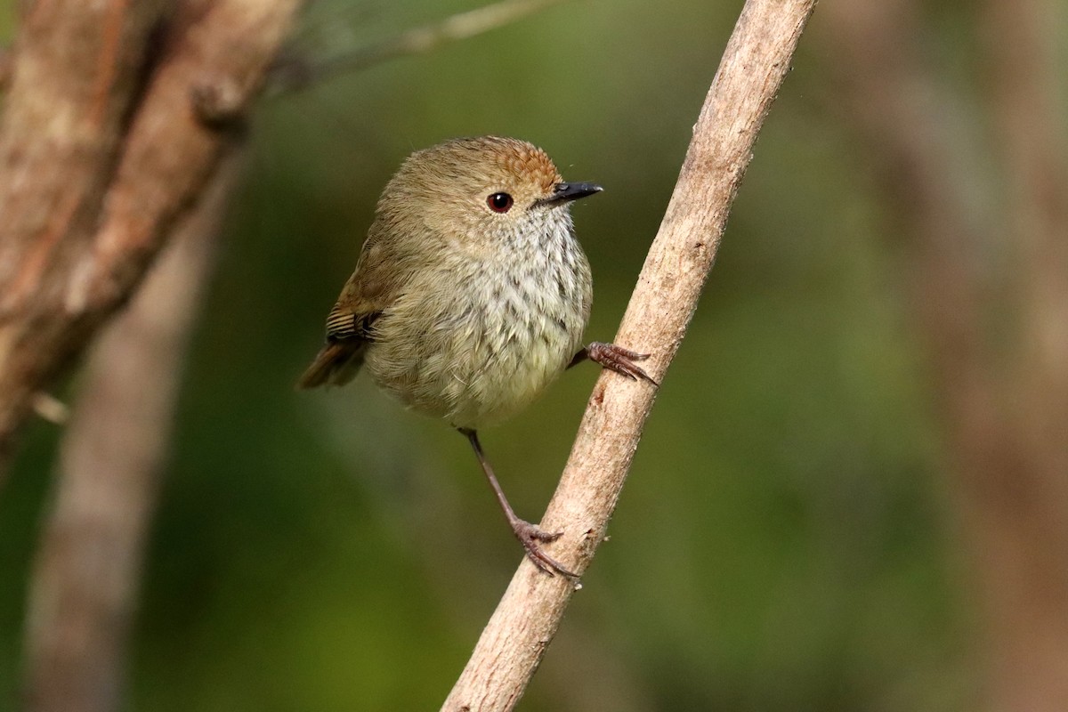 Brown Thornbill - ML609696859