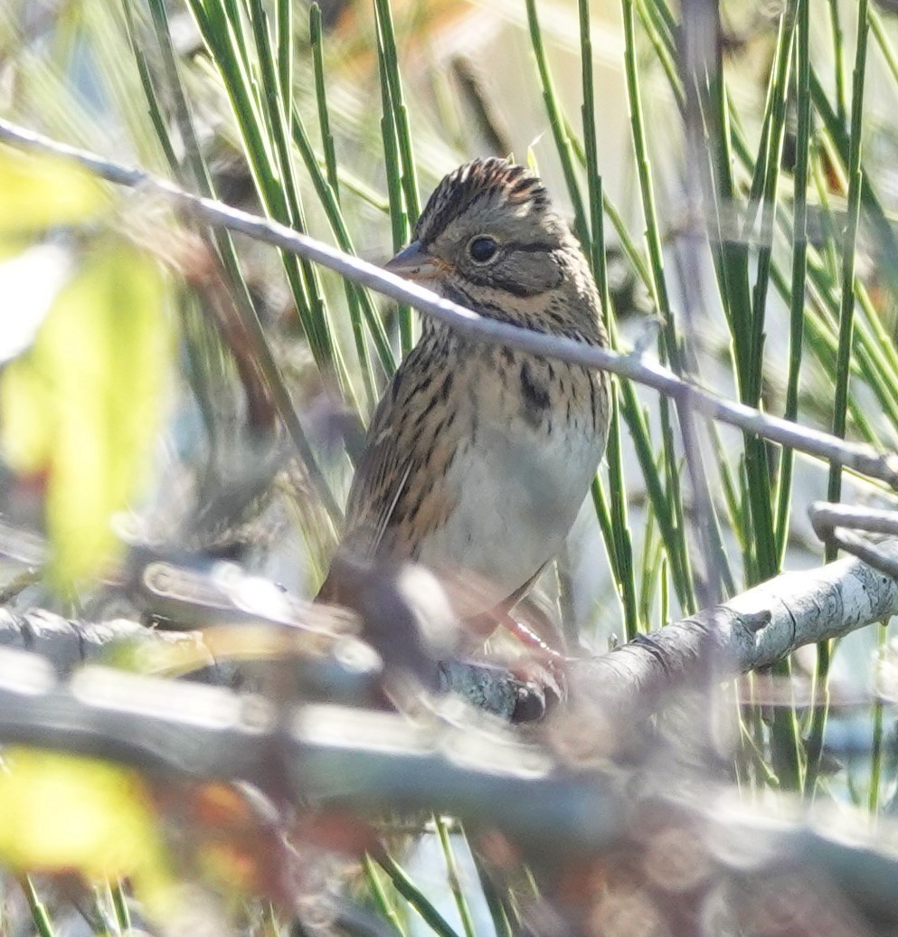 Lincoln's Sparrow - ML609696935