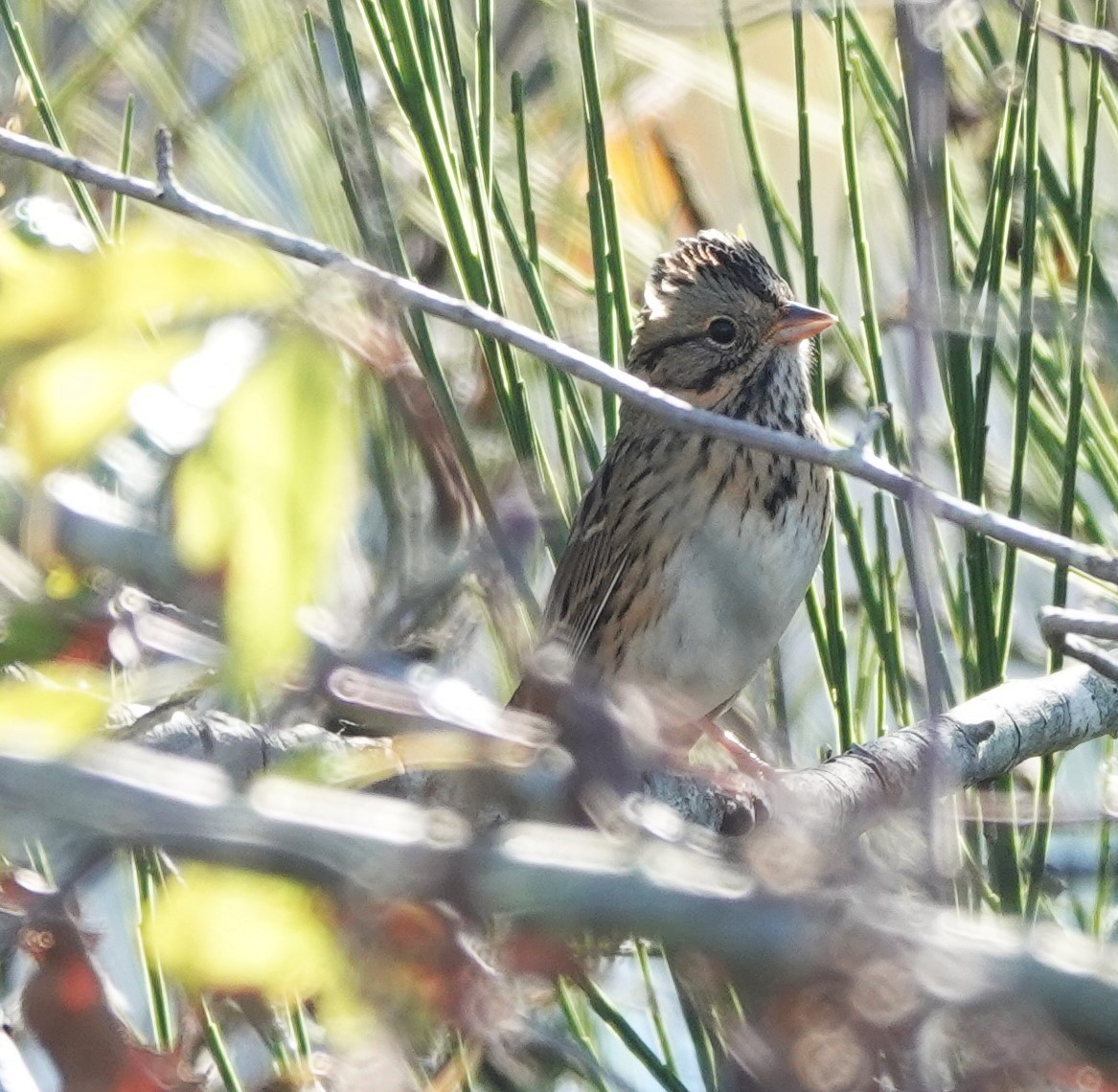 Lincoln's Sparrow - ML609696936