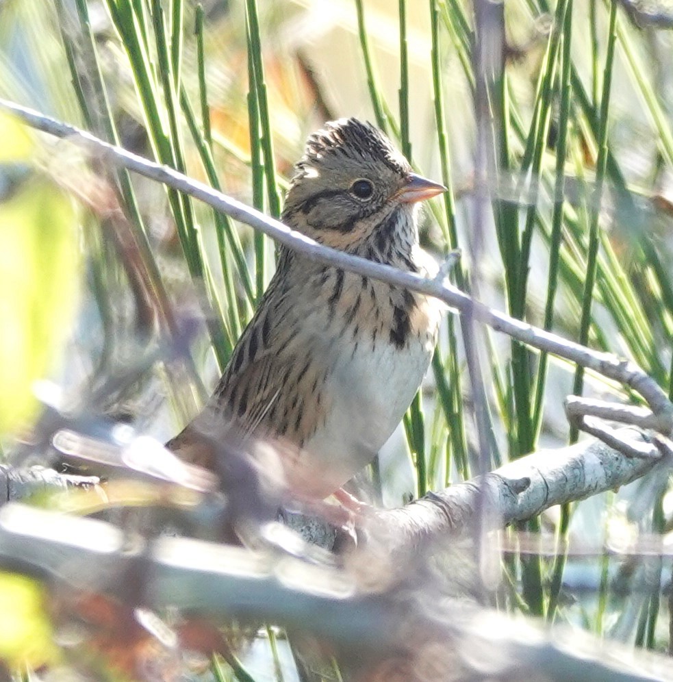 Lincoln's Sparrow - ML609696937