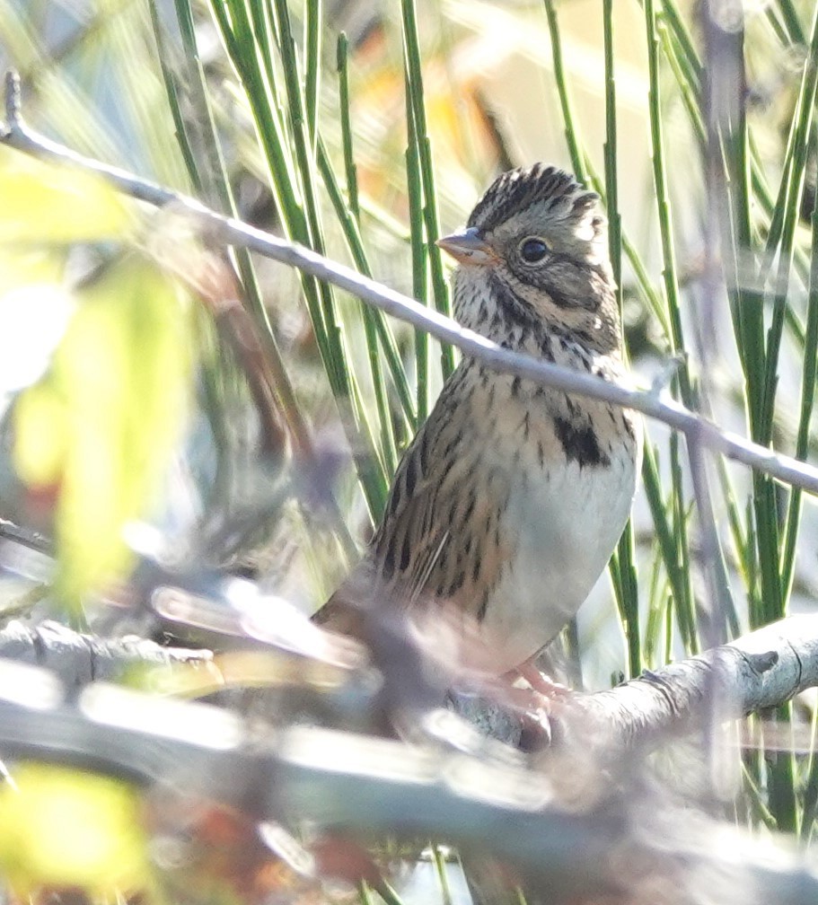 Lincoln's Sparrow - ML609696938