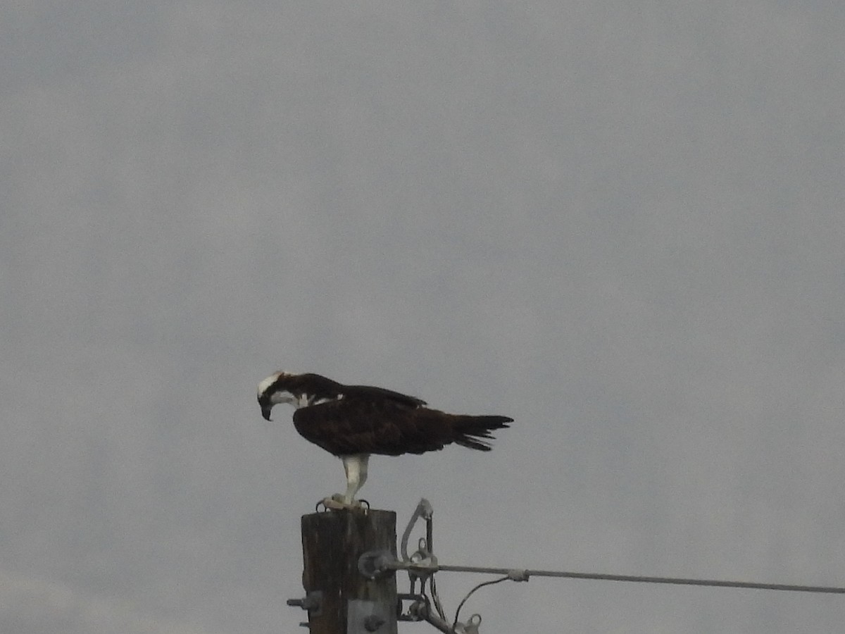 Osprey - ML609697053