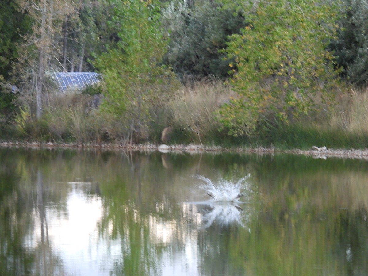 Balbuzard pêcheur - ML609697055