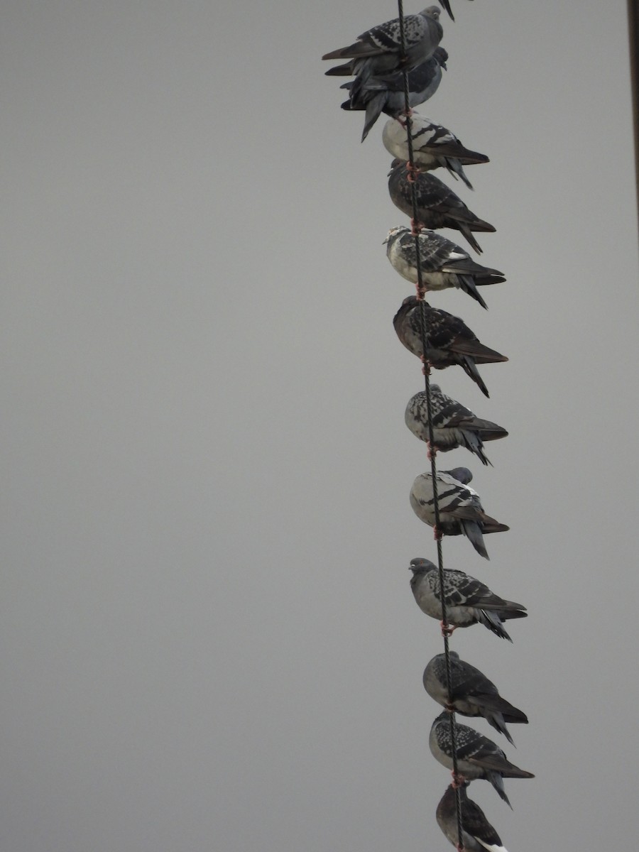 Pigeon biset (forme domestique) - ML609697103