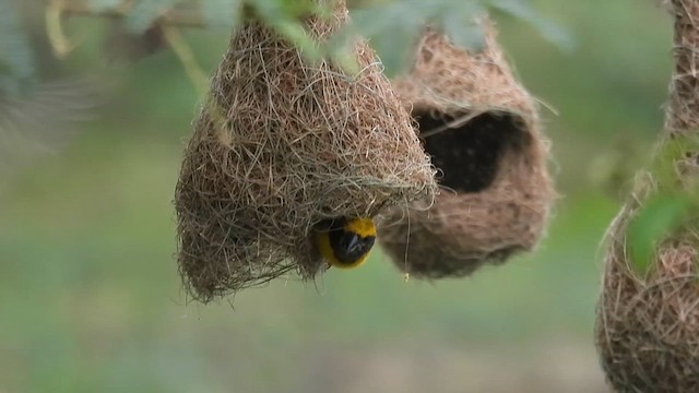 Baya Weaver - ML609697112