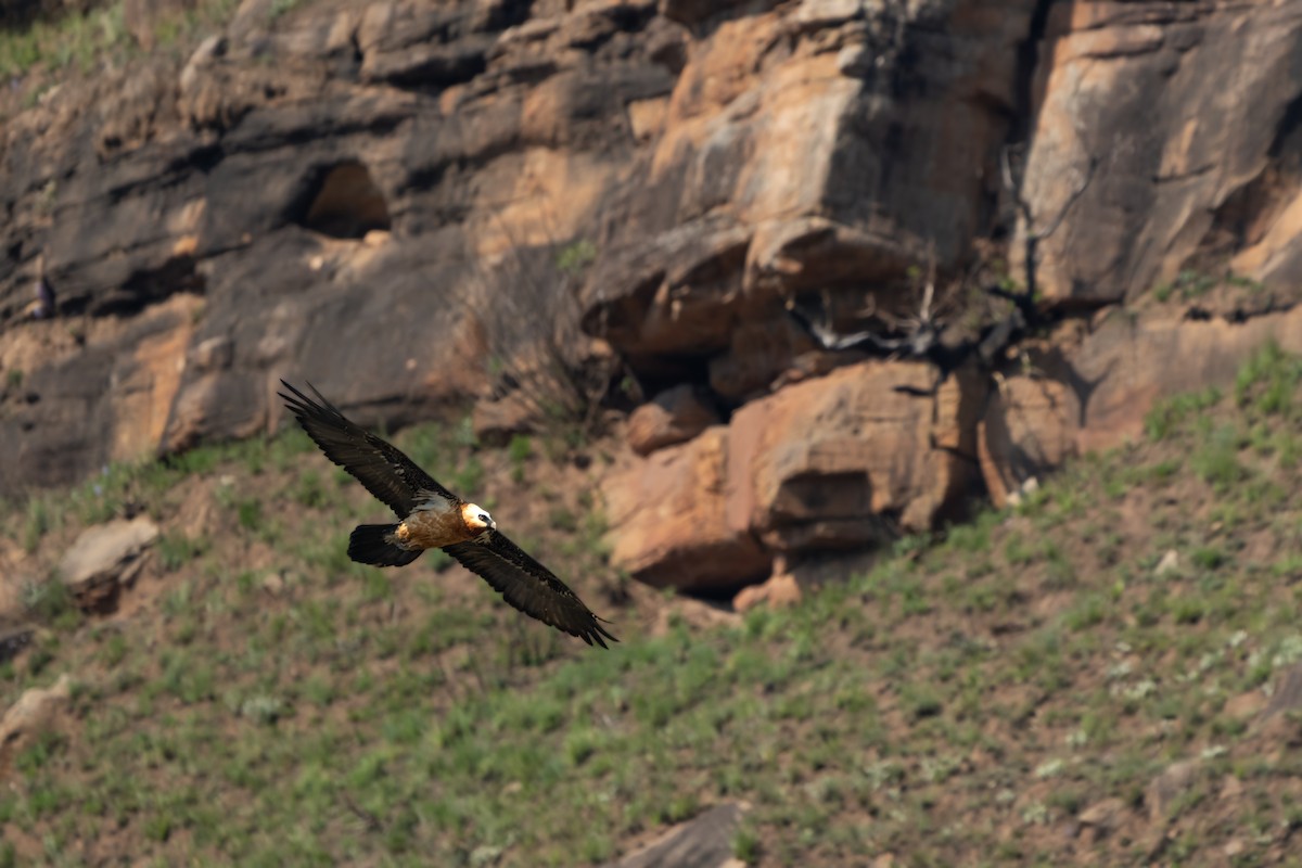 Bearded Vulture - ML609697186