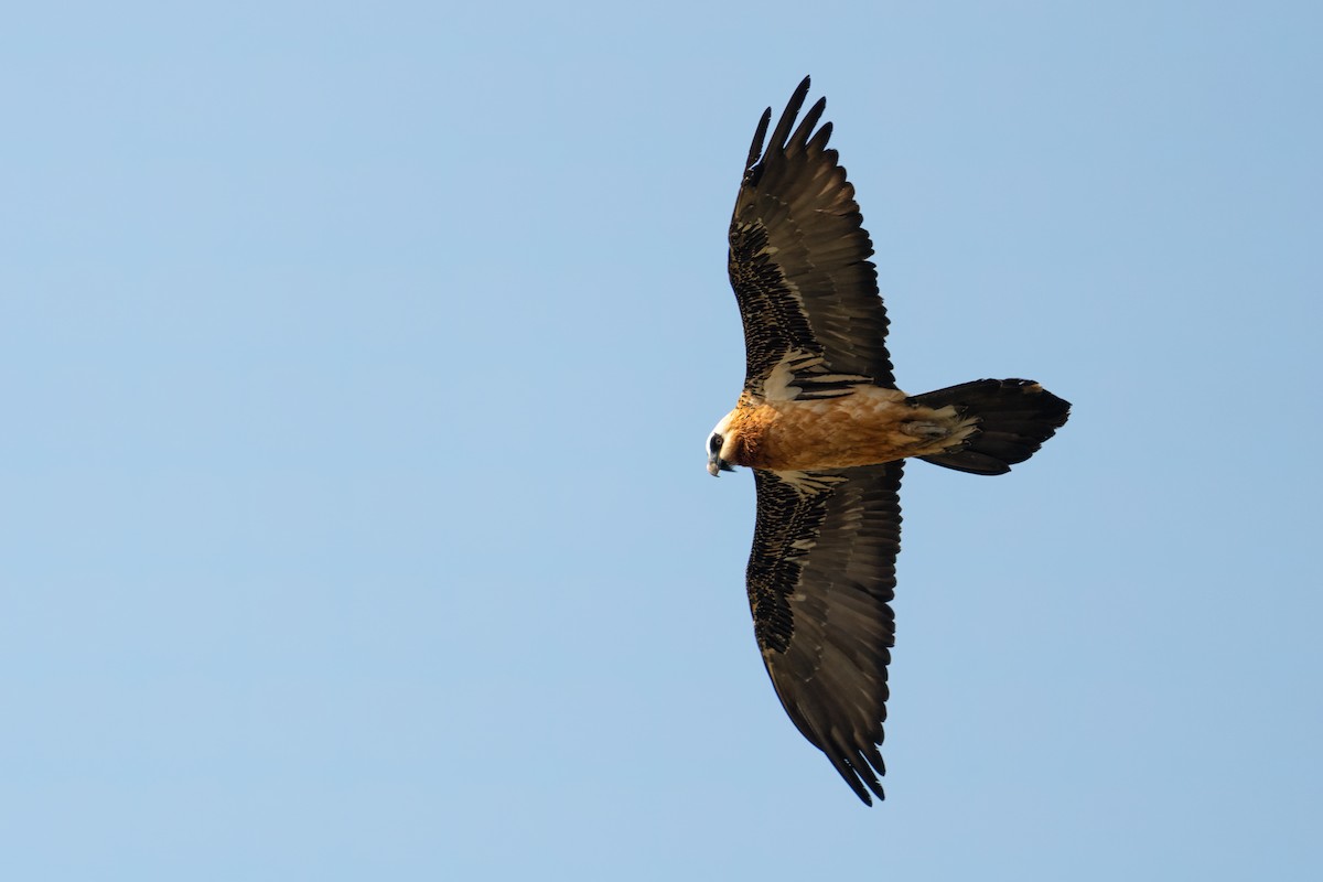 Bearded Vulture - ML609697187