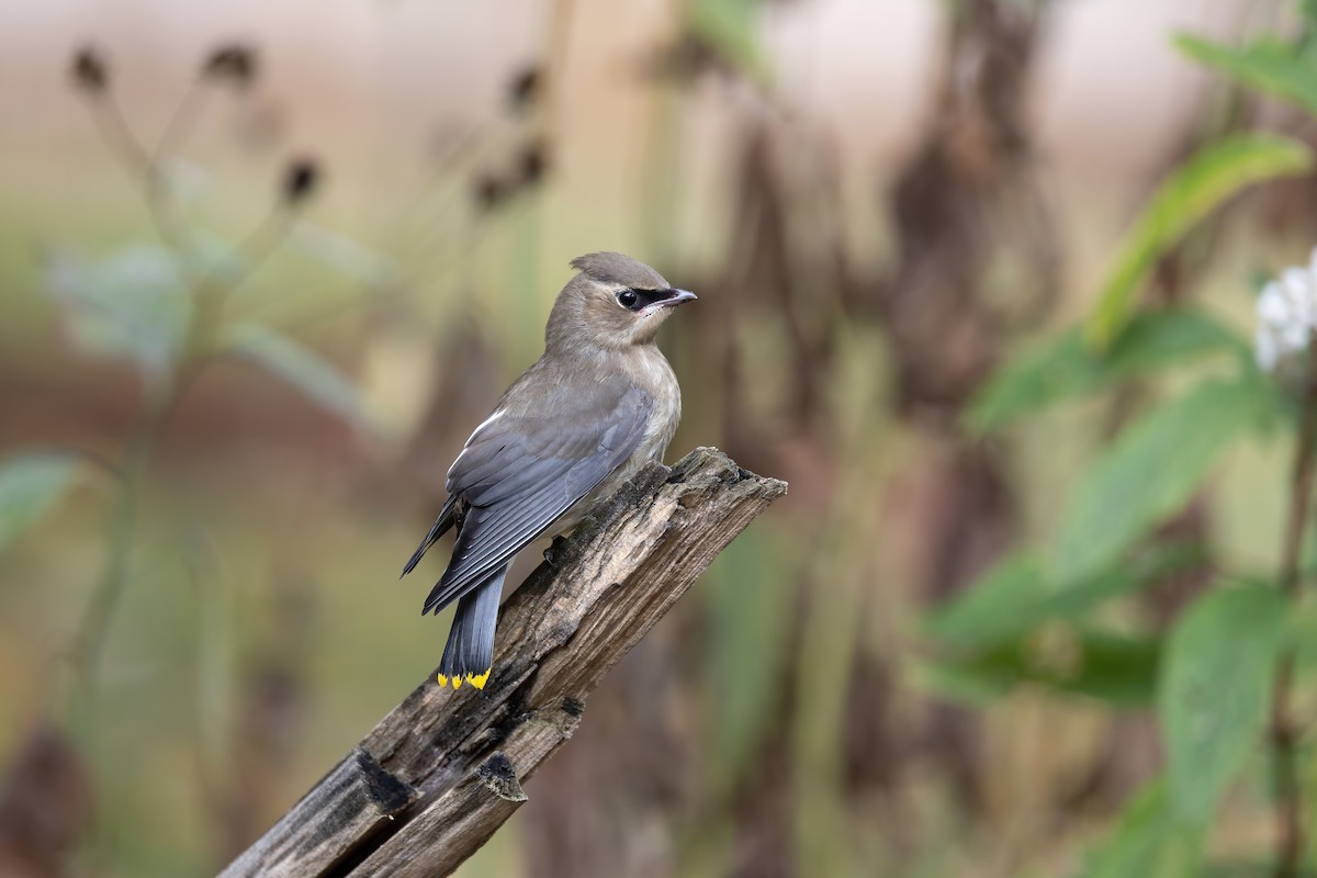 Cedar Waxwing - ML609697229