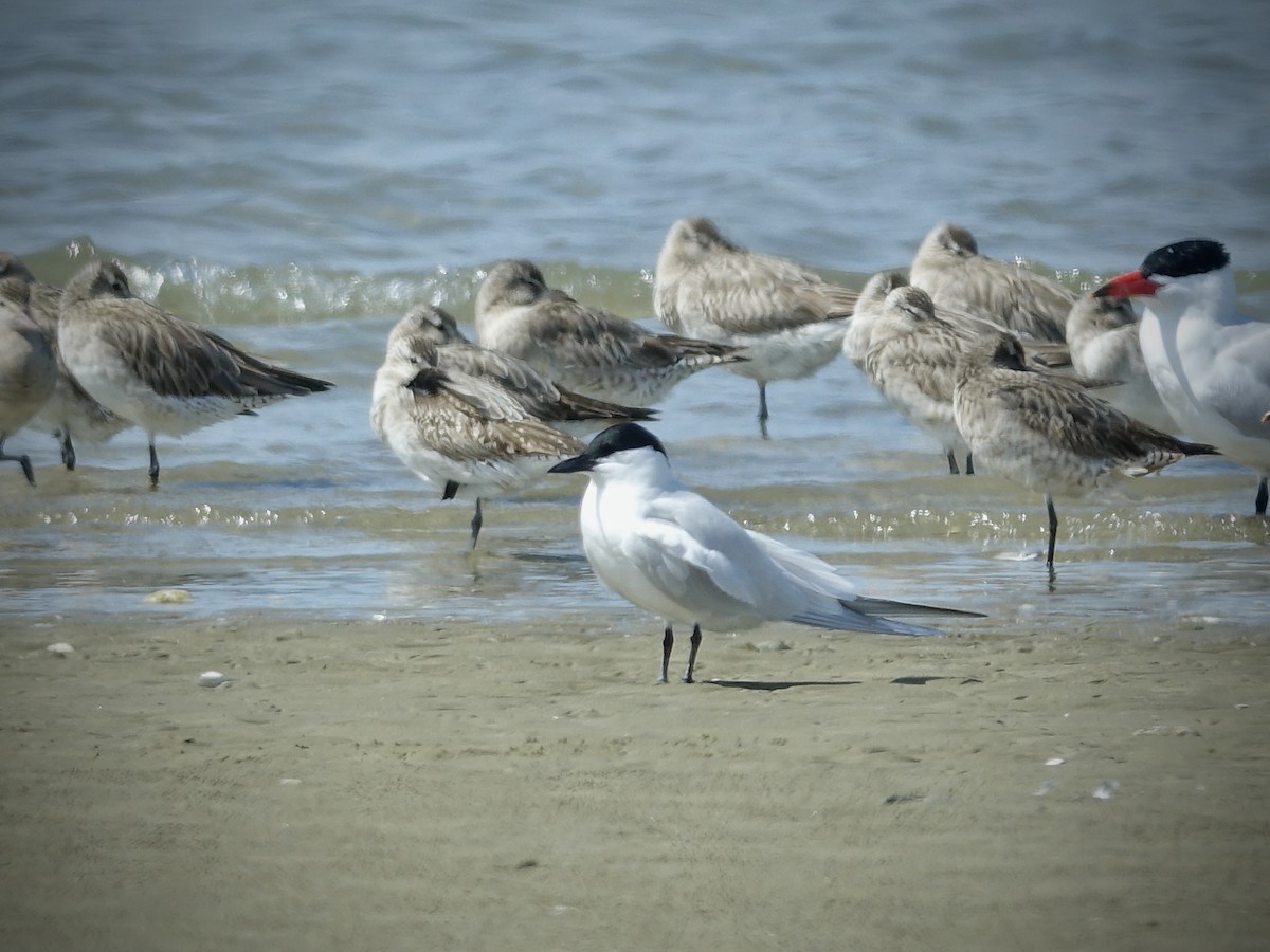 Gull-billed/Australian Tern - ML609697236