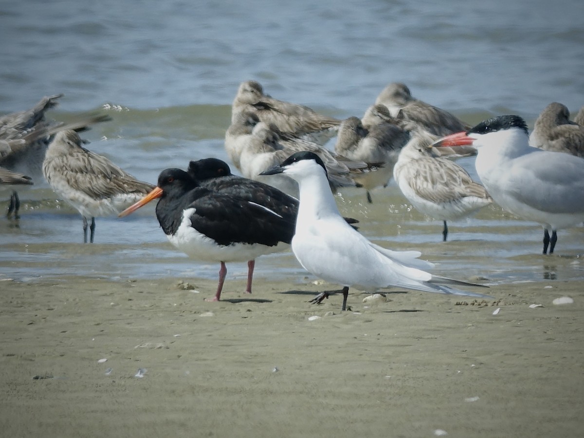 Gull-billed/Australian Tern - ML609697237