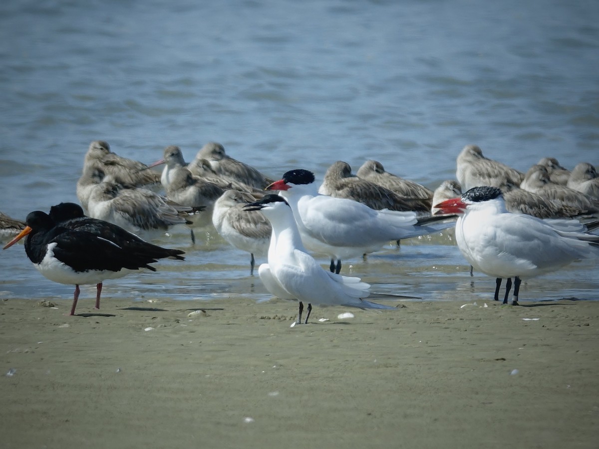 Gull-billed/Australian Tern - ML609697238