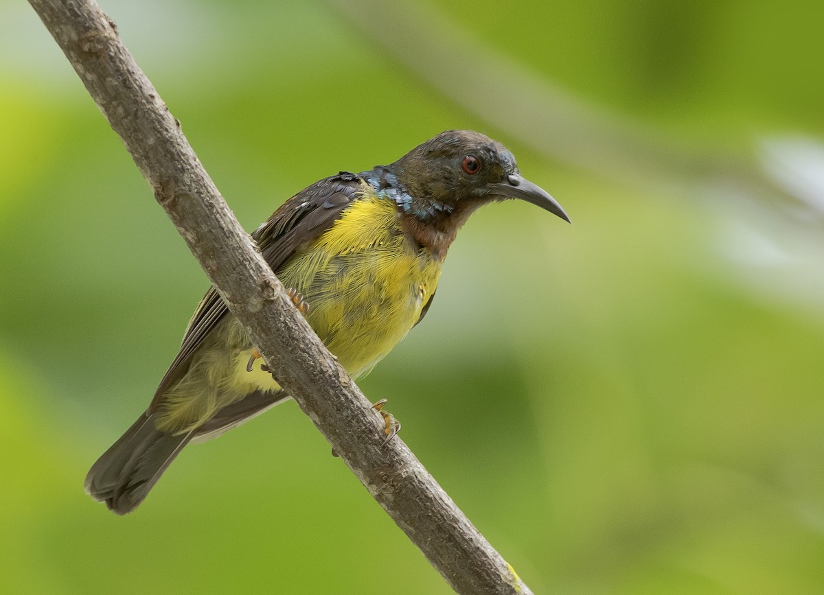 Brown-throated Sunbird - ML609697248