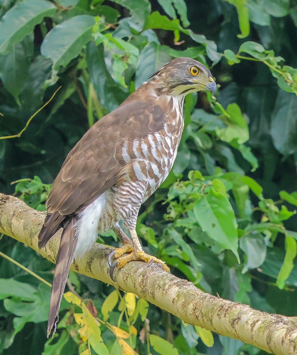 Crested Goshawk - ML609697268