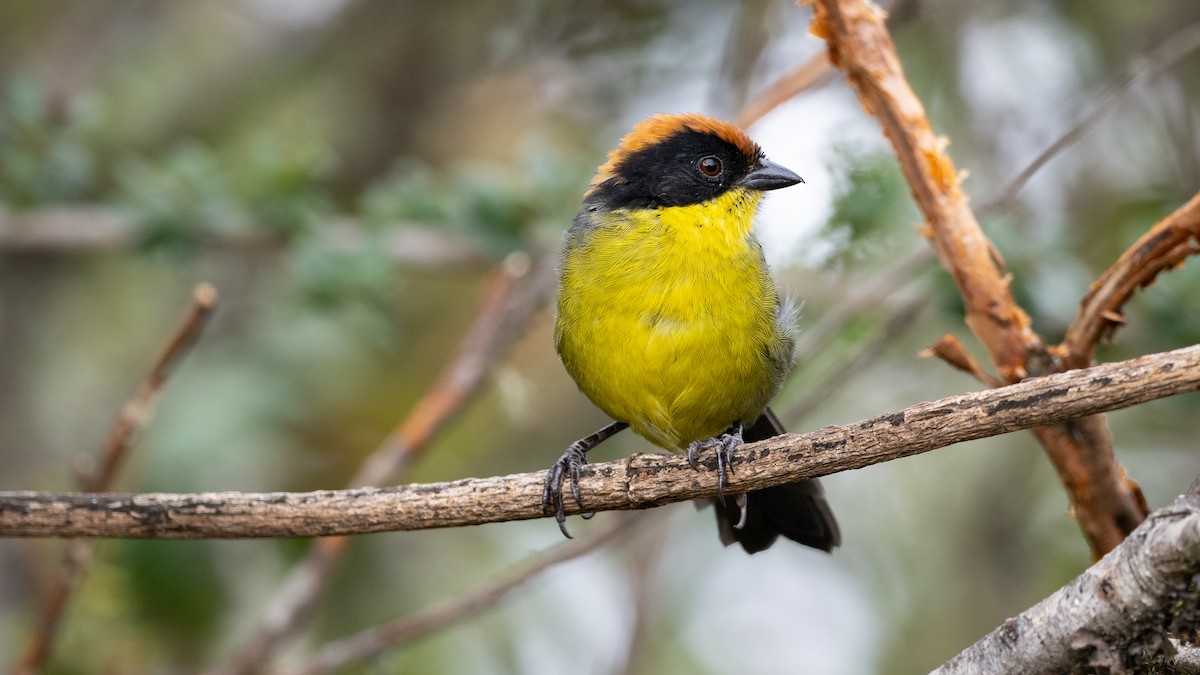 Yellow-breasted Brushfinch - ML609697316