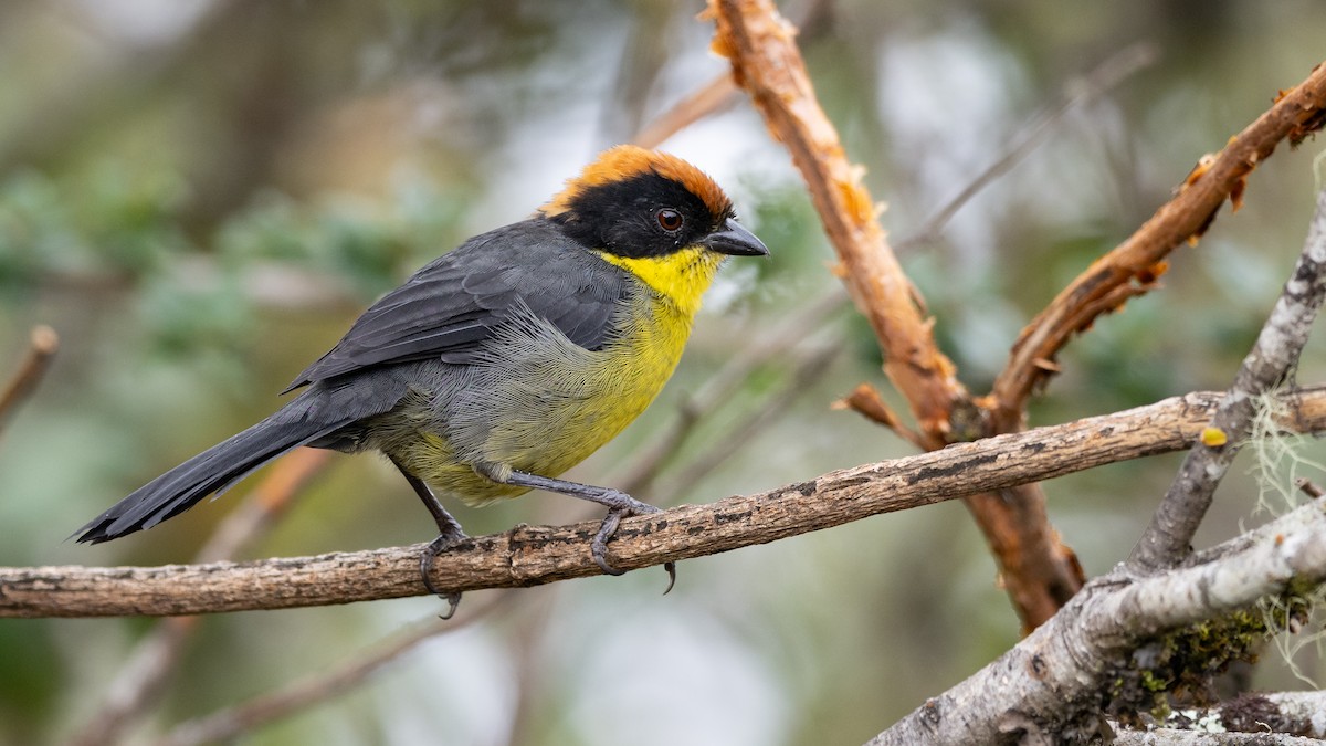 Yellow-breasted Brushfinch - ML609697317