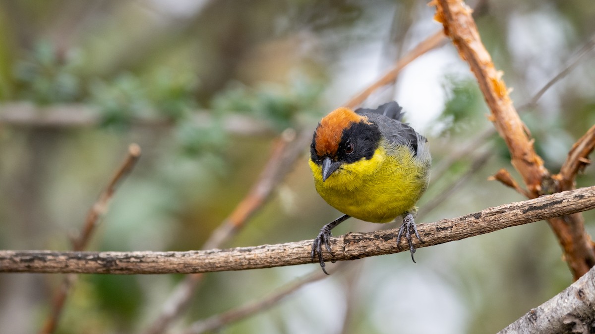 Yellow-breasted Brushfinch - ML609697318