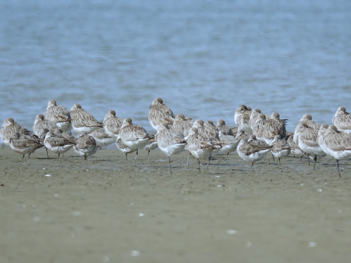 Red Knot - Jenny Edwards