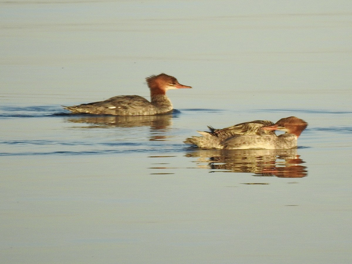 Common Merganser - ML609697427