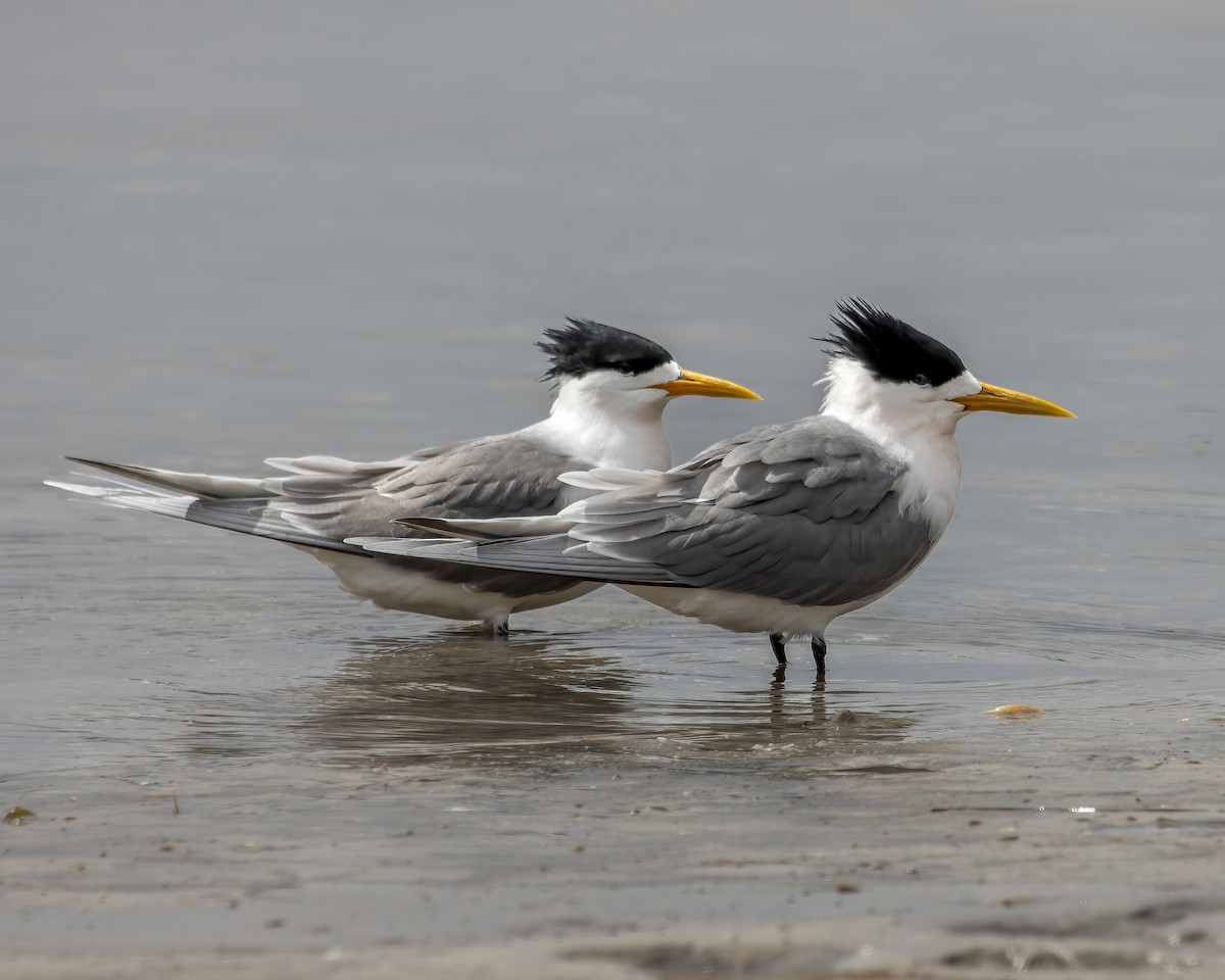 Great Crested Tern - ML609697431