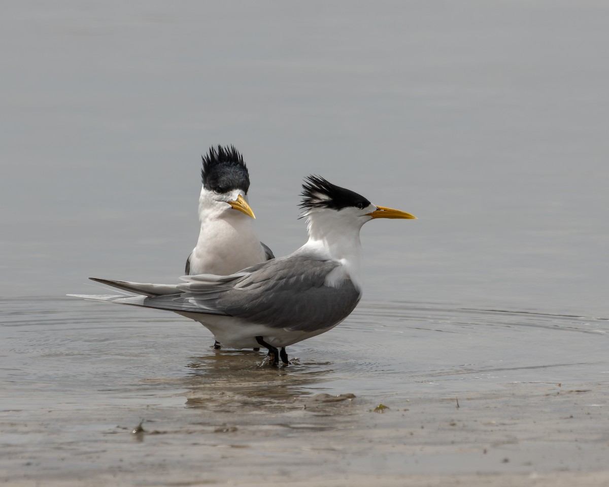 Great Crested Tern - ML609697432