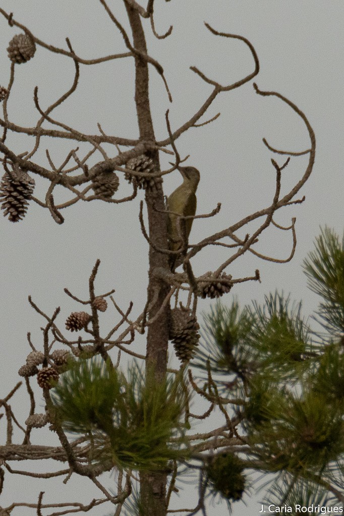 Iberian Green Woodpecker - J. Caria Rodrigues