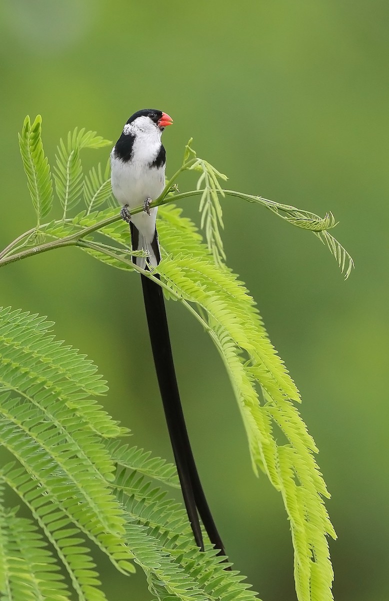 Pin-tailed Whydah - ML609697504