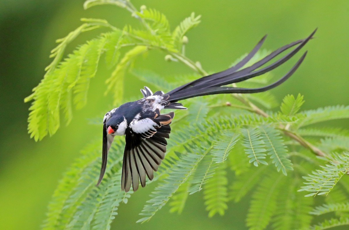 Pin-tailed Whydah - ML609697562