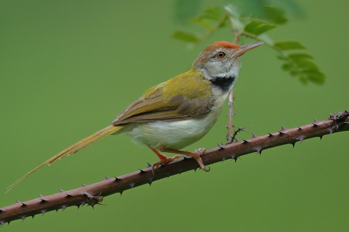 Common Tailorbird - ML609697611