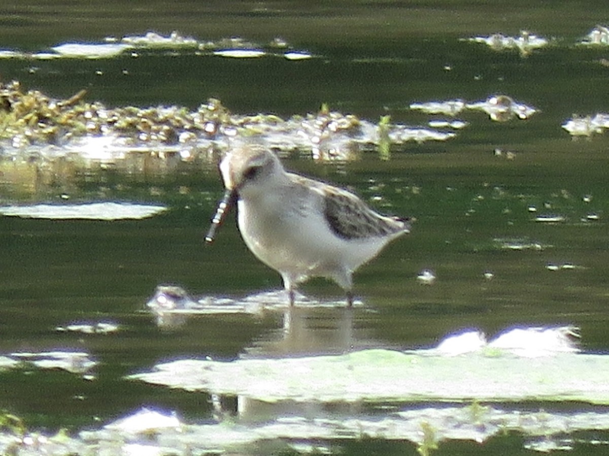 Bergstrandläufer - ML609697701