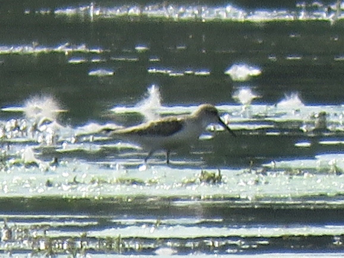 Western Sandpiper - ML609697705