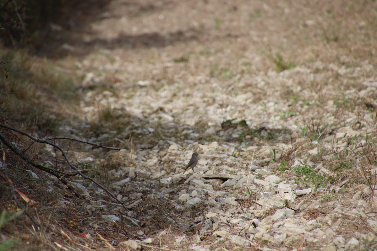 Black Redstart (Western) - ML609697810