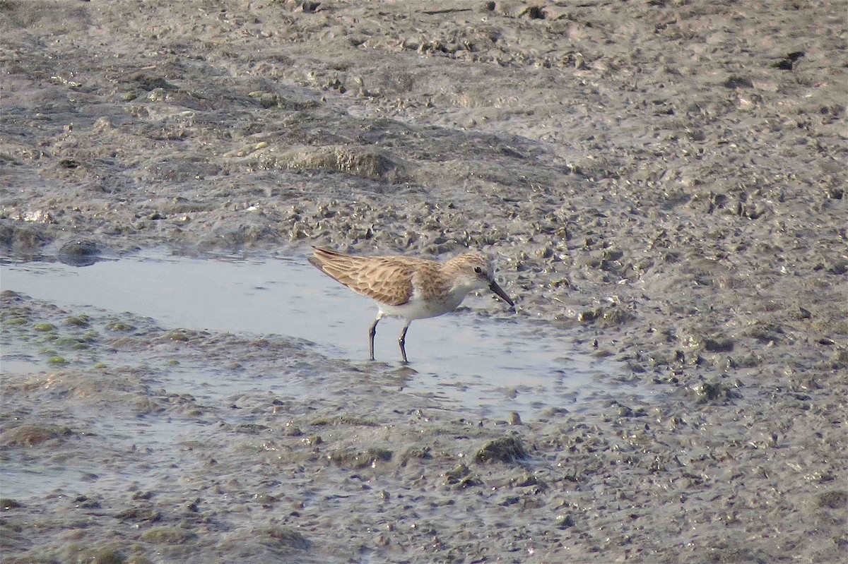 Little Stint - ML609697892