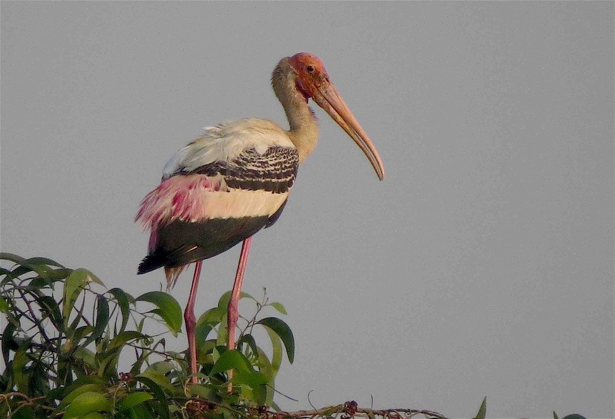 Painted Stork - Beena Menon