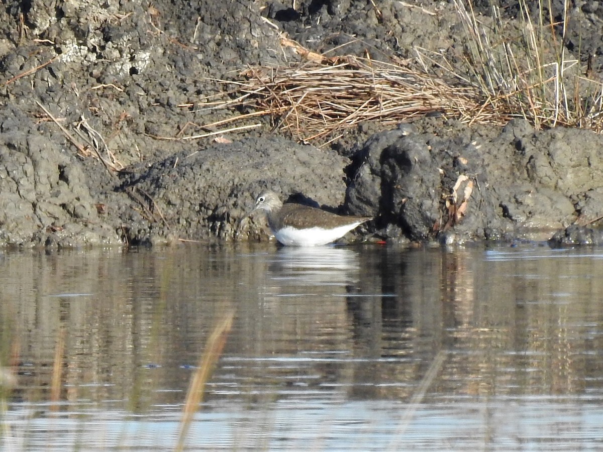 Green Sandpiper - ML609697929