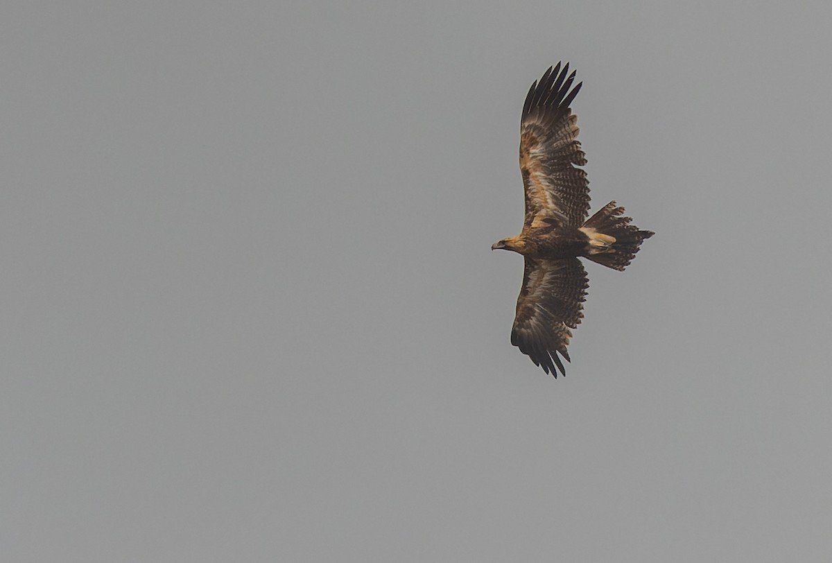 Wedge-tailed Eagle - Geoff Dennis