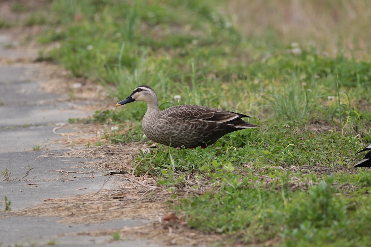 Eastern Spot-billed Duck - ML609698050