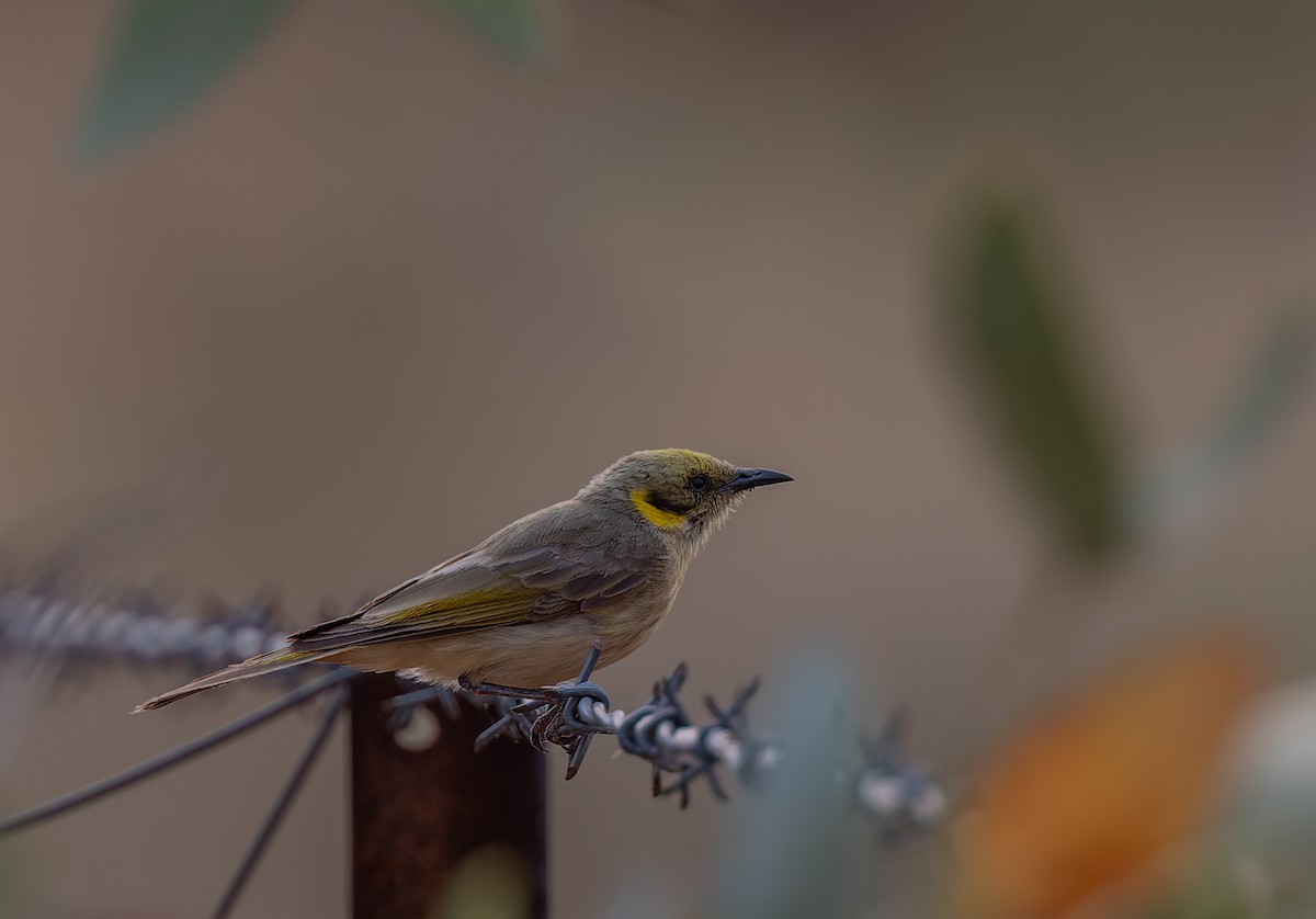 Gray-fronted Honeyeater - ML609698064