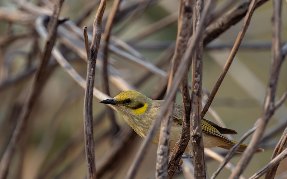 Gray-fronted Honeyeater - ML609698077