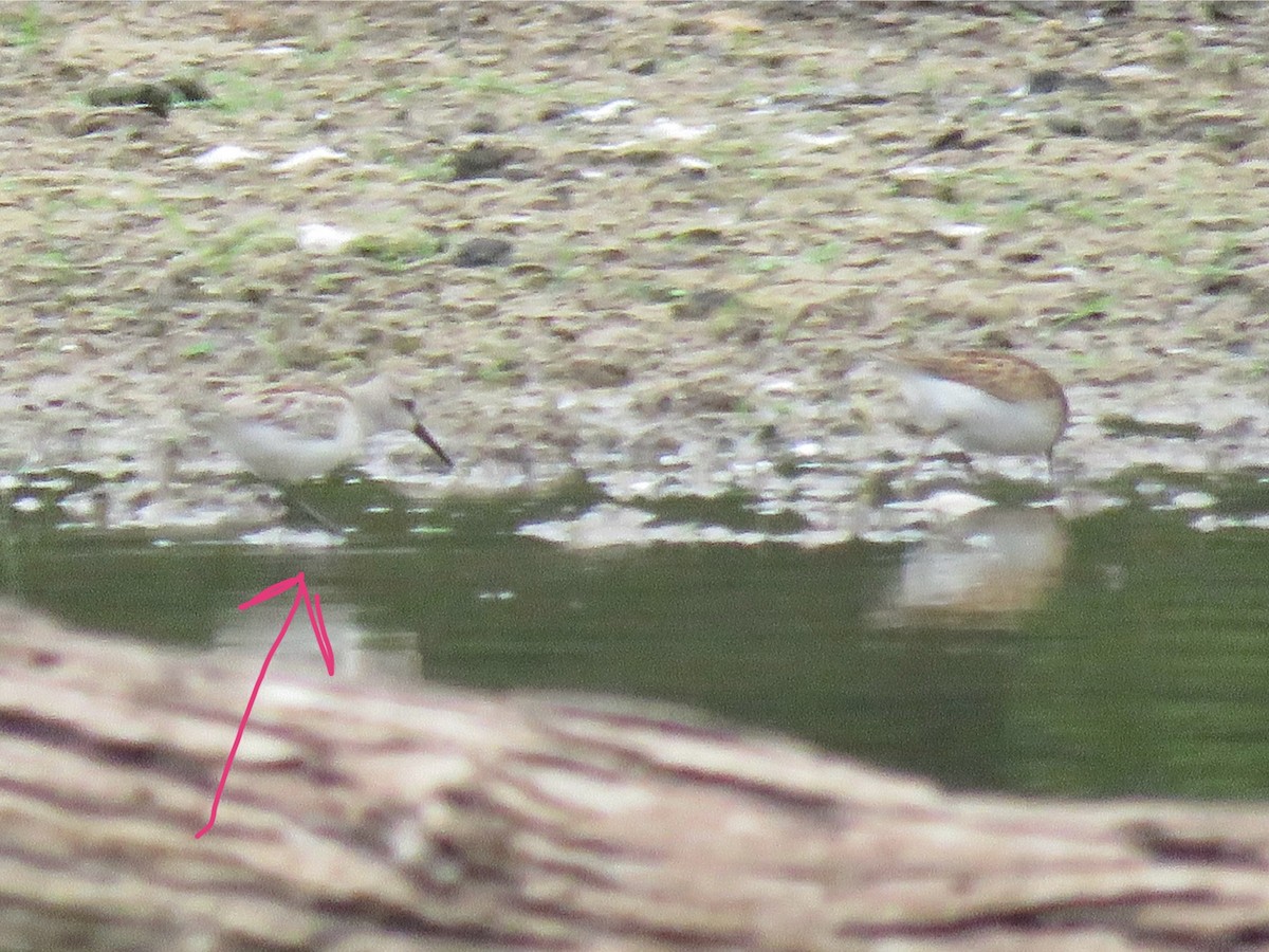 Western Sandpiper - ML609698079