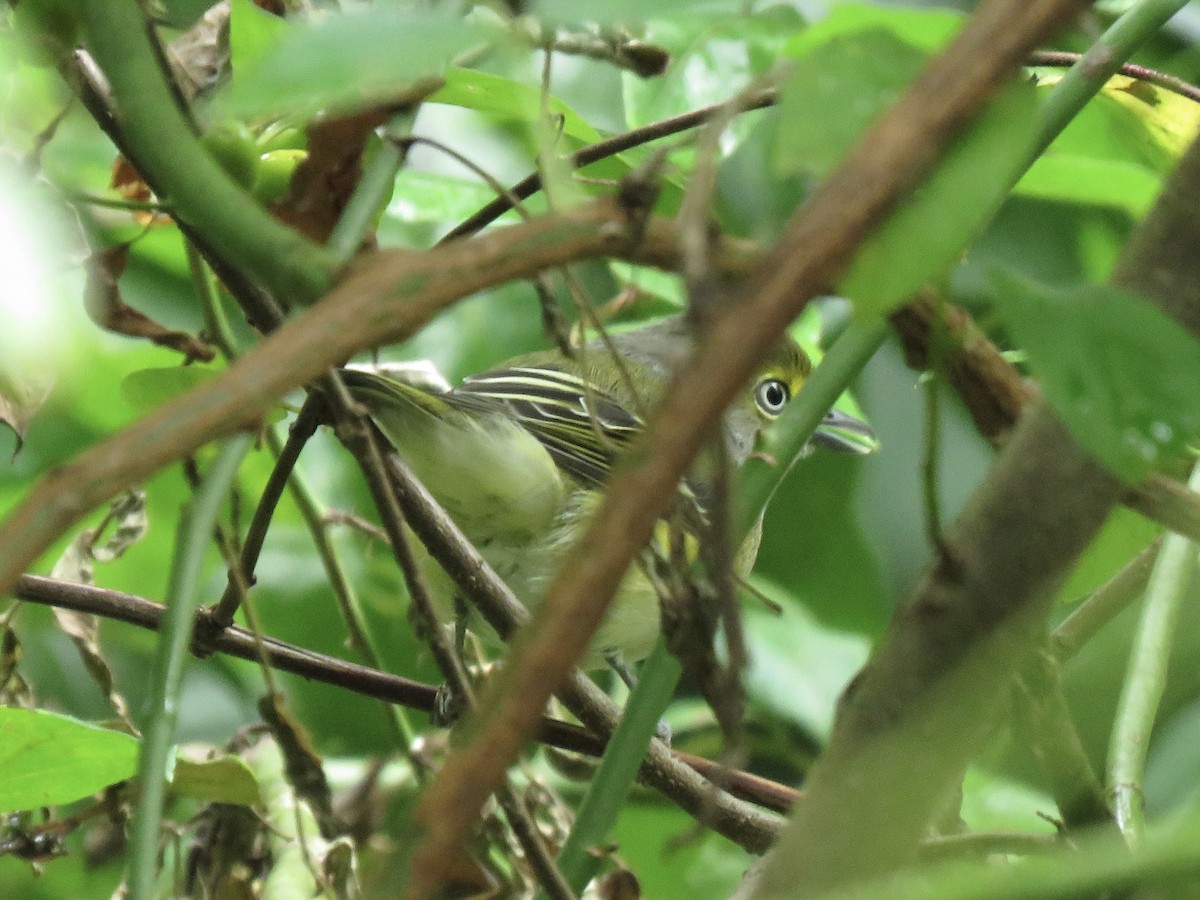 White-eyed Vireo - Tim Carney